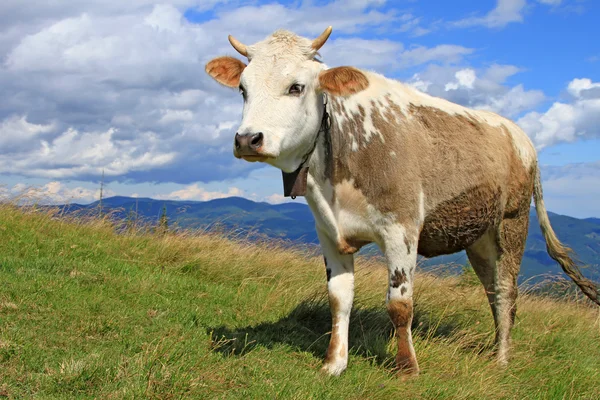 The calf on a summer mountain pasture — Stock Photo, Image