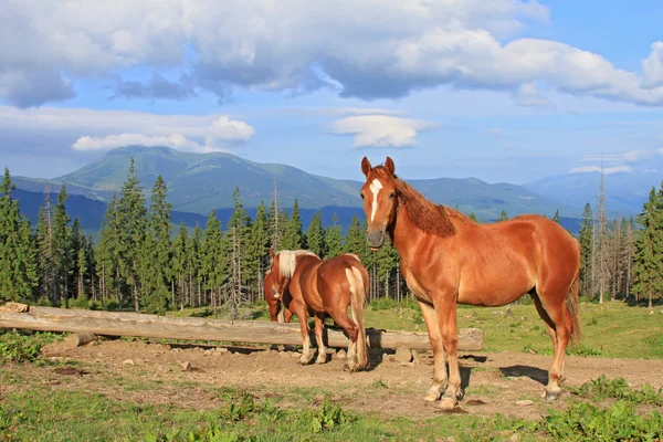 Cavalos em um pasto de montanha de verão — Fotografia de Stock