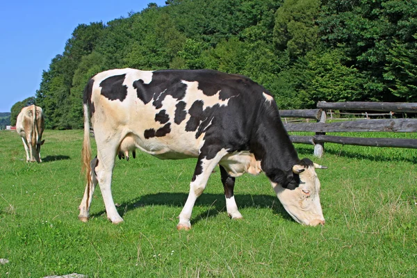 Vaches sur un pâturage d'été. — Photo