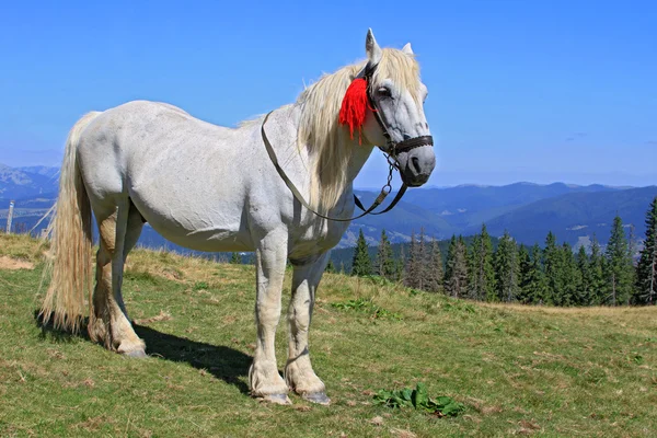 Cavalo em um pasto de montanha de verão — Fotografia de Stock