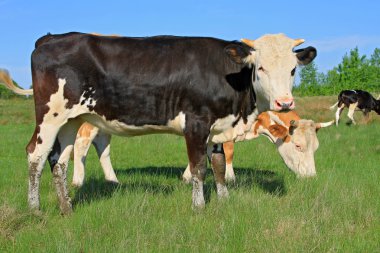 bir yaz mera derisindeki