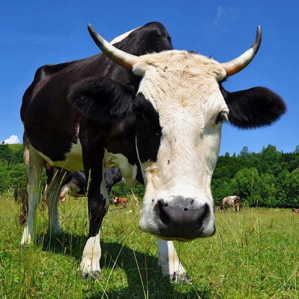 Vaca en un pasto de verano — Foto de Stock