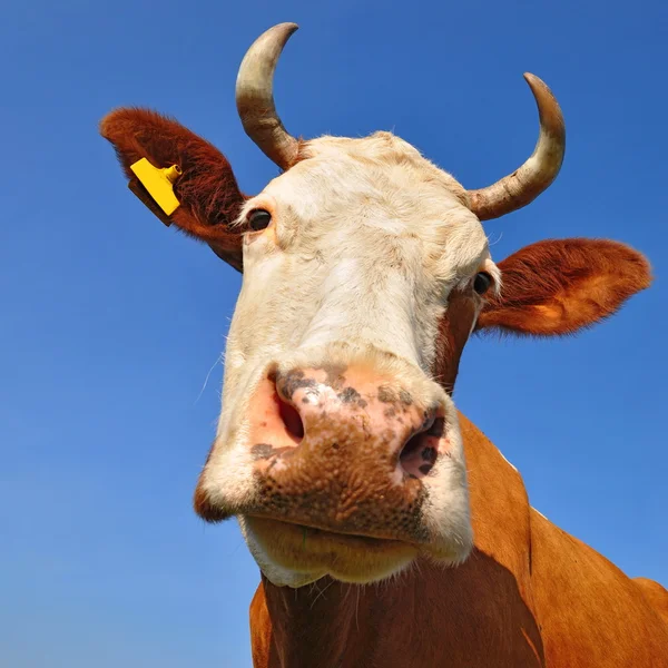 Testa di mucca contro il cielo — Foto Stock