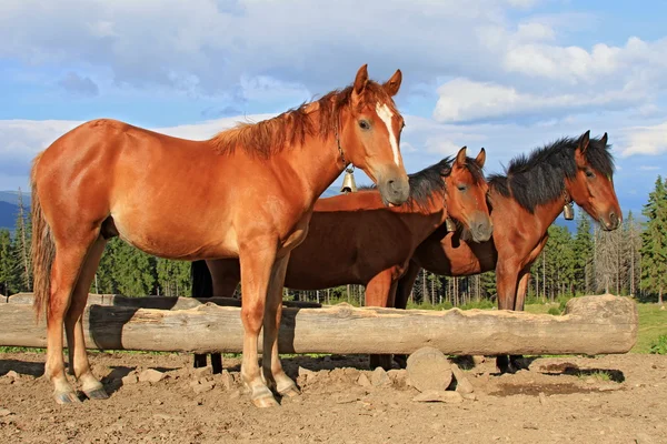 Paarden op een zomerweide — Stockfoto