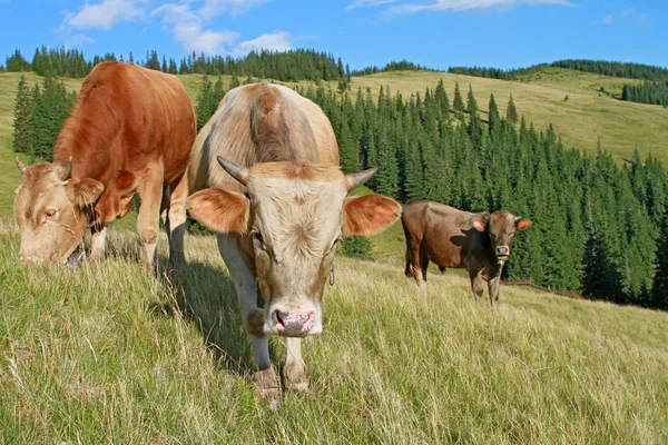 O bezerro em um pasto de montanha de verão — Fotografia de Stock