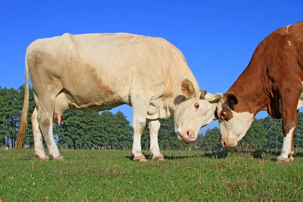 Yaz otlağında inekler