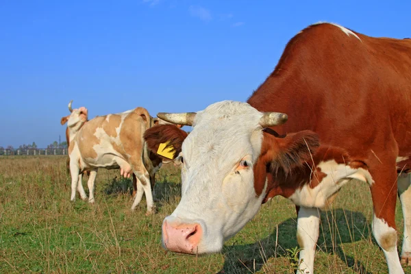 Vaches sur un pâturage d'été — Photo