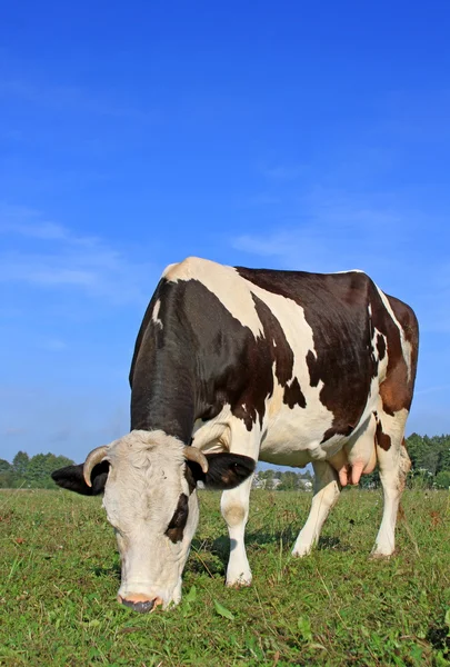 Cow on a summer pasture — Stock Photo, Image