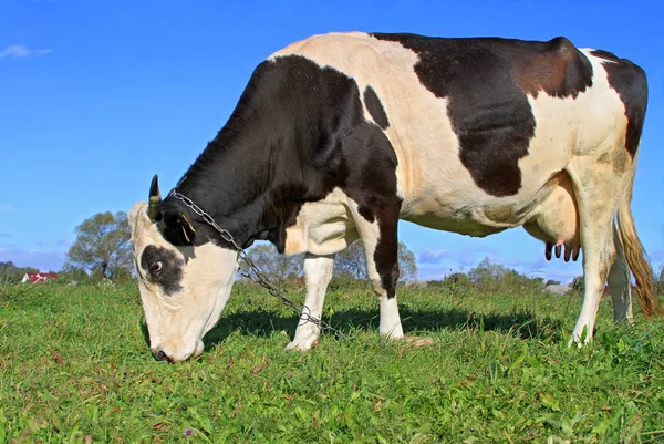 Ko på sommarbetesmark — Stockfoto