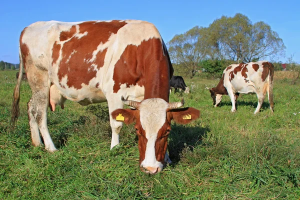 Mucche su un pascolo estivo — Foto Stock