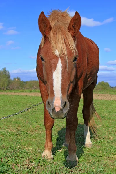 Cheval sur un pâturage d'été — Photo