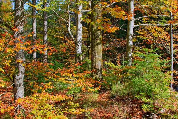 在木材中的秋季 — 图库照片