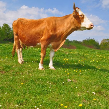 Yaz otlağında inek