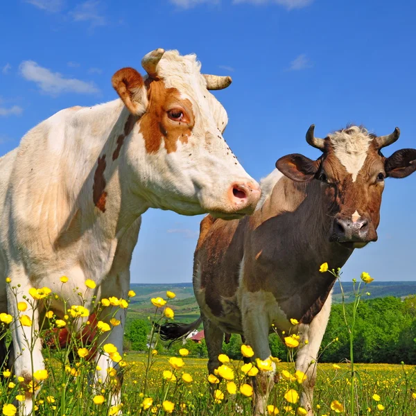 Cows on a summer pasture — Stock Photo, Image