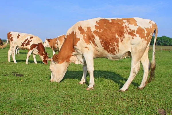 bir yaz mera derisindeki