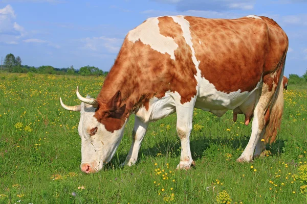 Yaz otlağında inek