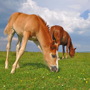 Yaz otlağında bir kısrakla tay