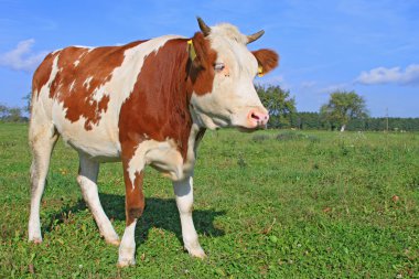 bir yaz mera derisindeki