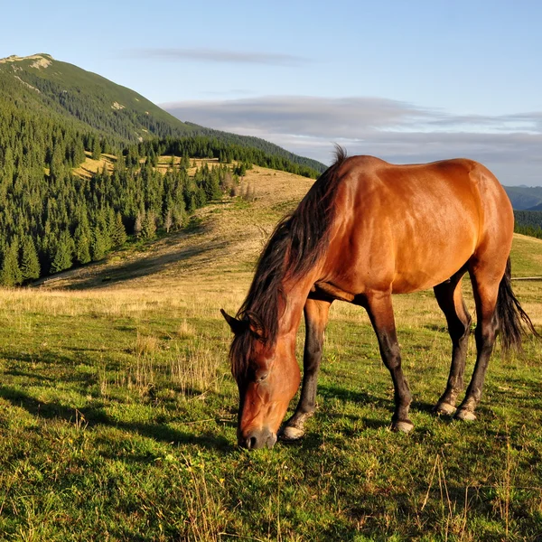 Cavalo em um pasto de montanha de verão — Fotografia de Stock