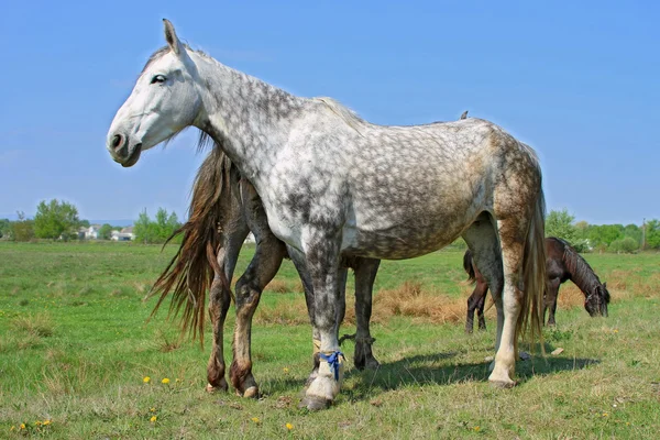 Konie na letnich pastwiskach — Zdjęcie stockowe