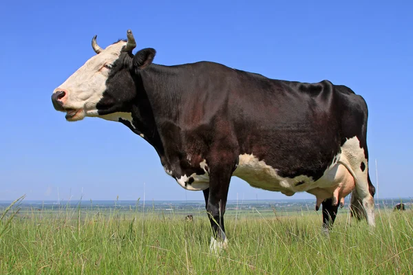 Ko på sommarbetesmark — Stockfoto