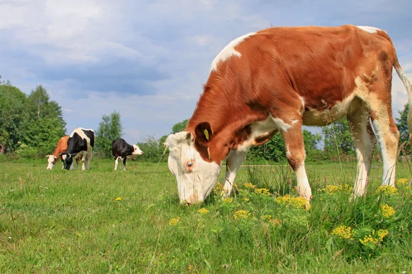 The calf on a summer pasture — Stock Photo, Image