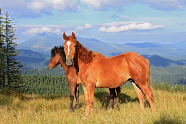 A nyári hegyi legelőn, lovak — Stock Fotó