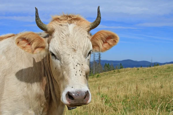 Testa di mucca contro un pascolo — Foto Stock