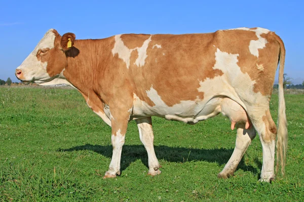 Cow on a summer pasture — Stock Photo, Image