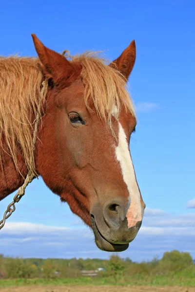 Hoofd van een paard tegen de hemel. — Stockfoto