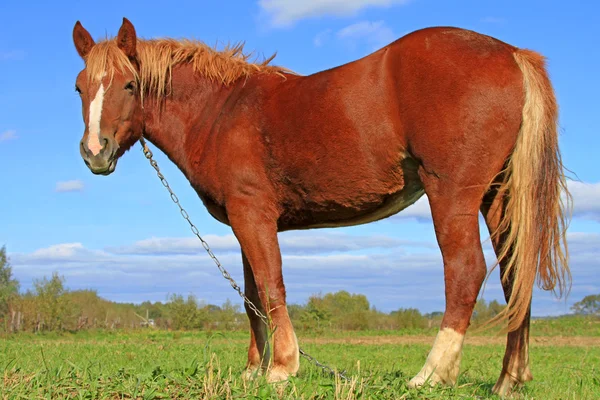 Paard op een zomerweide — Stockfoto