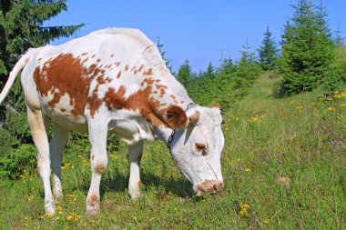 bir yaz mera derisindeki