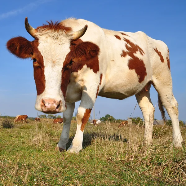 Das Kalb auf der Sommerweide — Stockfoto