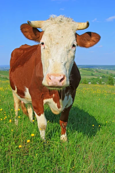 Vache dans un pâturage d'été — Photo