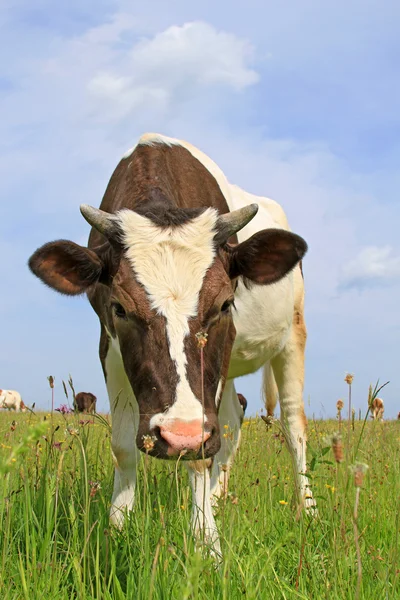 Het kalf op een zomer weiland — Stockfoto