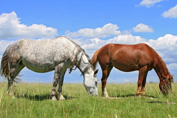 Cavalos em um pasto de verão — Fotografia de Stock