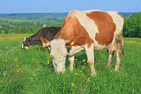 Vaches sur un pâturage d'été — Photo