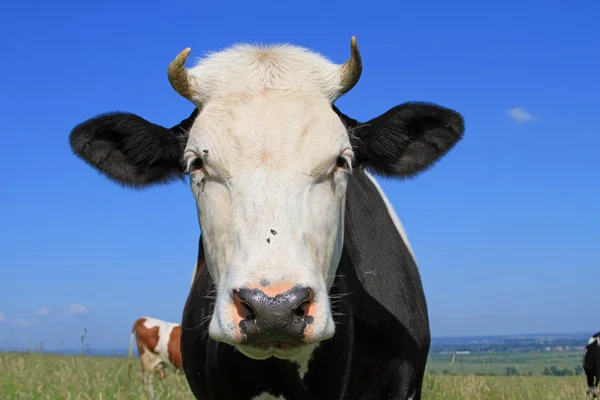 Cabeza de vaca contra el cielo — Foto de Stock