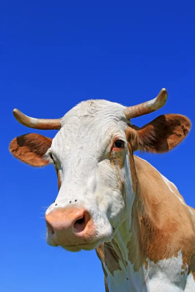 Cabeça de vaca contra o céu — Fotografia de Stock