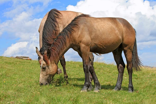 Horses on a summer pasture — Stock Photo, Image