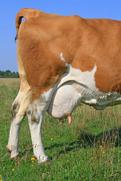 Udder of a young cow — Stock Photo, Image