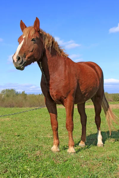 Cavallo su un pascolo estivo — Foto Stock