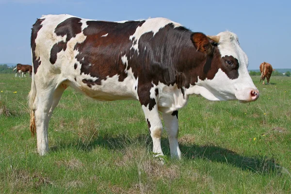 Het kalf op een zomer weiland — Stockfoto