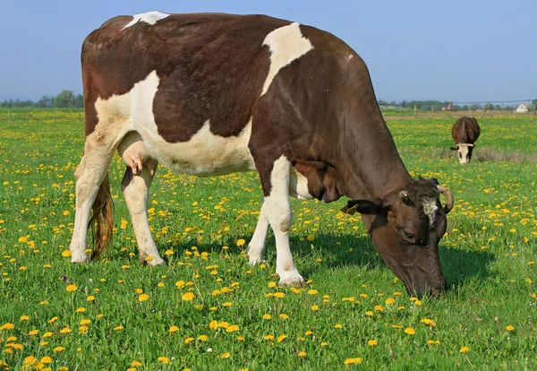 Vache dans un pâturage d'été — Photo