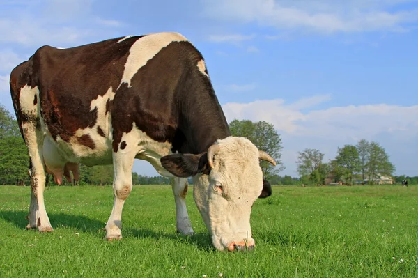 Mucca su un pascolo estivo — Foto Stock