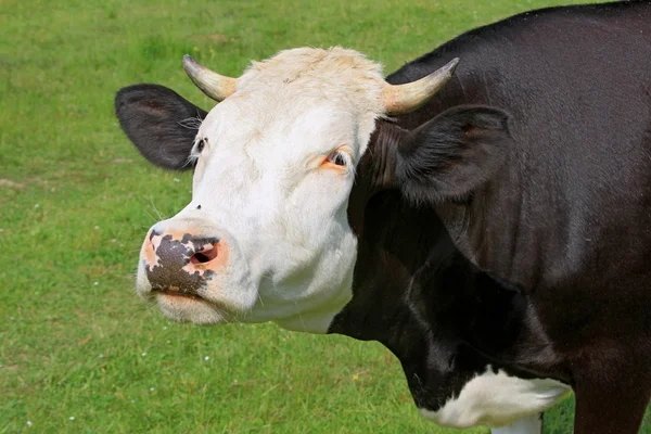 Hoofd van een koe tegen een weiland — Stockfoto