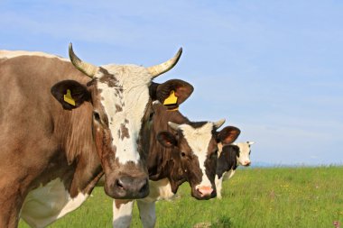 Yaz otlağında inekler