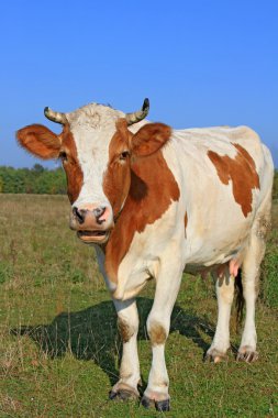 Yaz otlağında inek