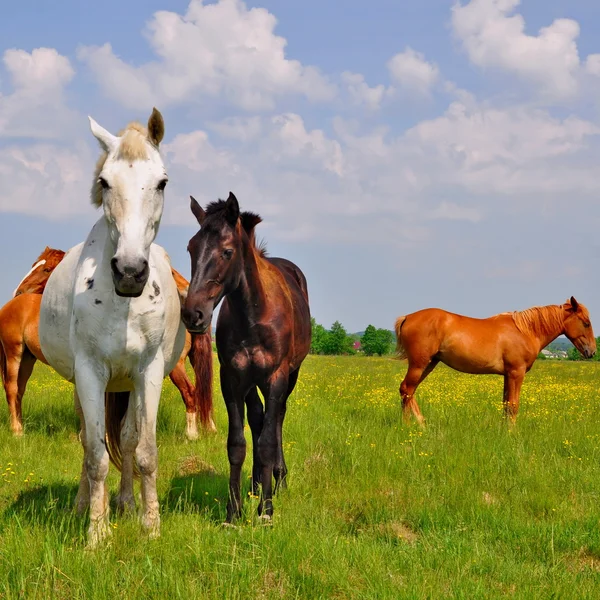 Hästar på en sommarbetesmark — Stockfoto