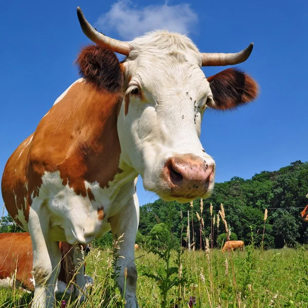 Mucca su un pascolo estivo — Foto Stock